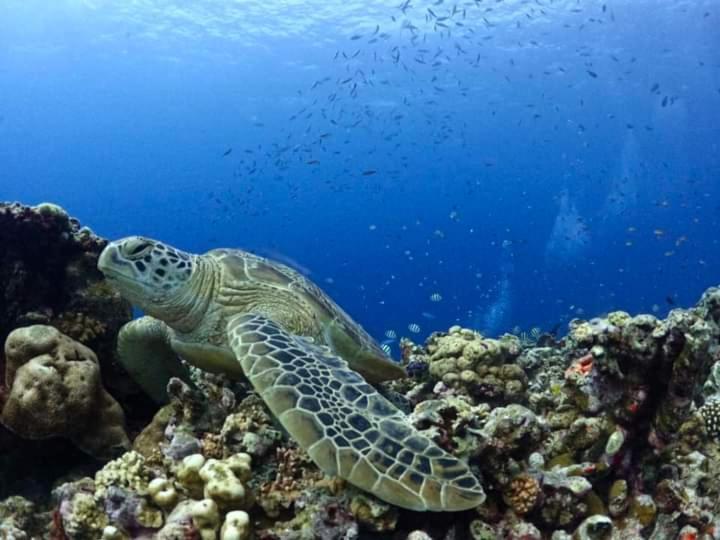 Dea Gili Cottages Gili Meno Luaran gambar